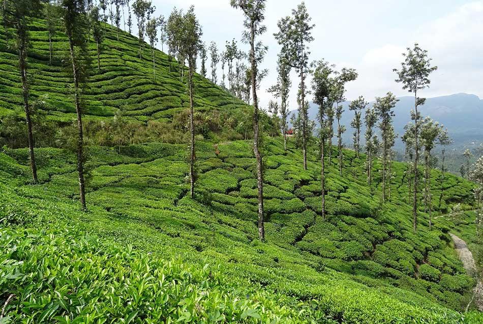 6 Great Reasons To Buy Tea From Teacupsfull Online Store