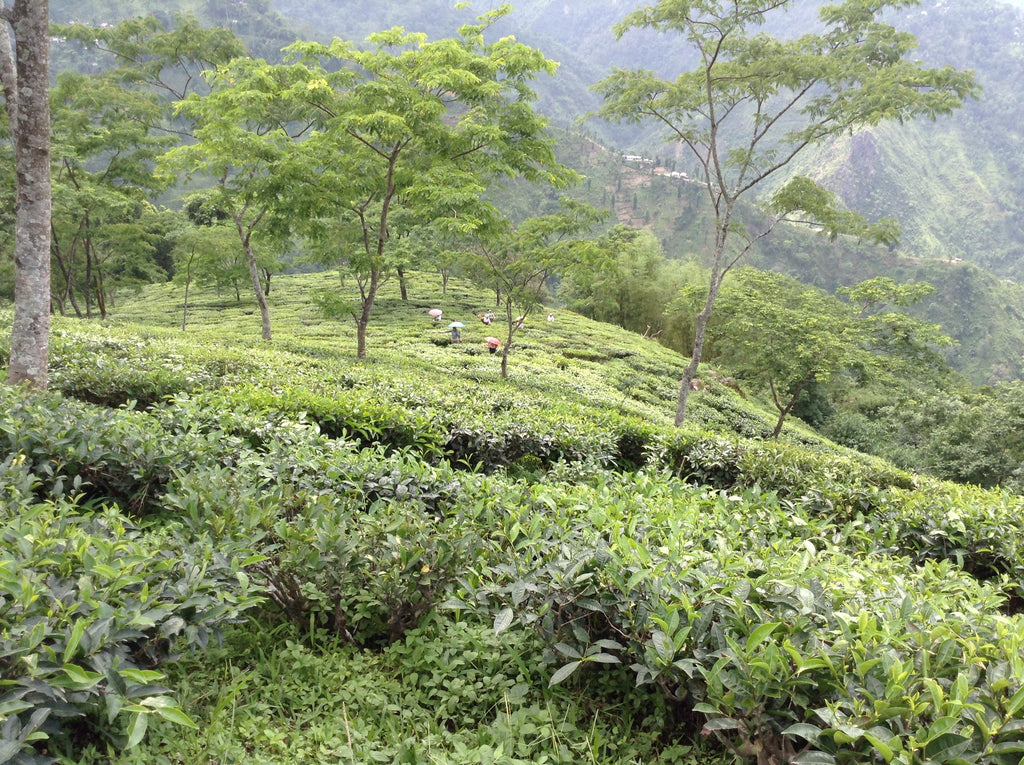 Badamtam Tea Estate - Sets a new record for Darjeeling Tea