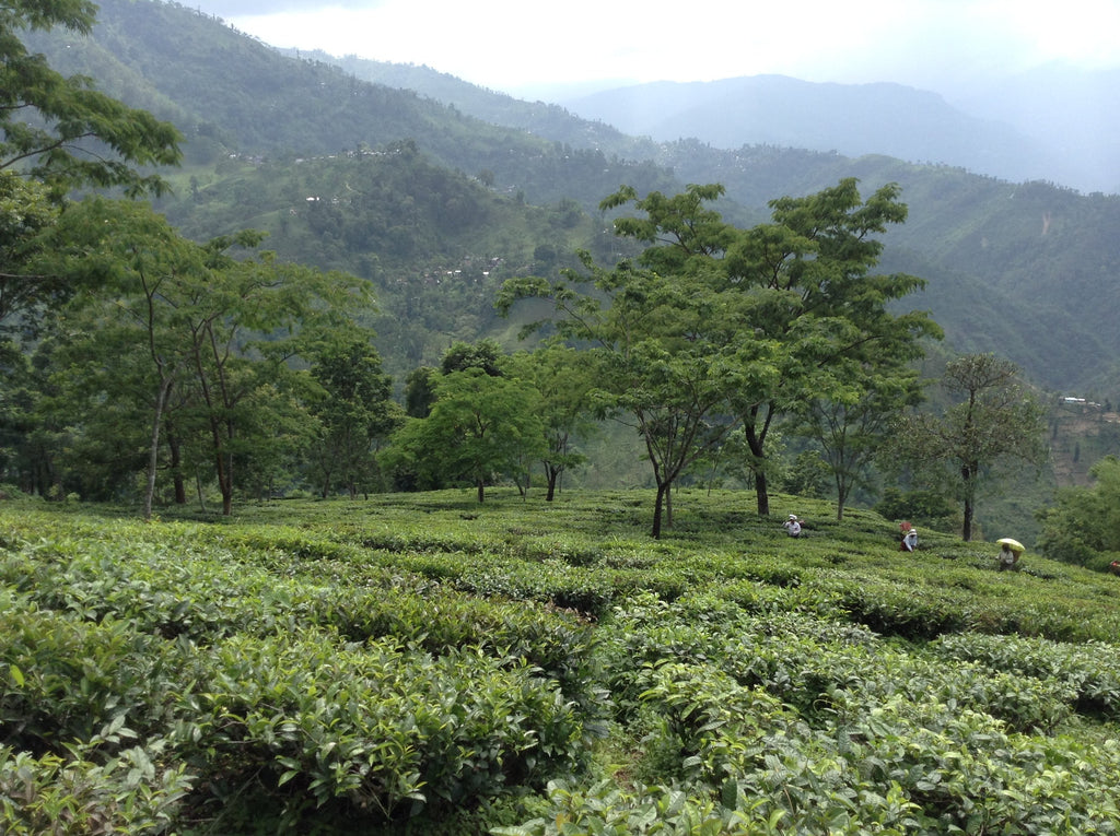 Barnesbeg Tea Estate - Producers of the Best Organic Green Tea in Darjeeling