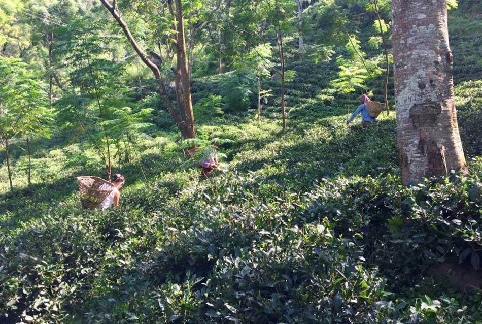 Bermiok Tea Estate – Producers of Organic Tea