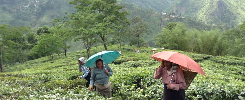 List of Tea Gardens in Darjeeling