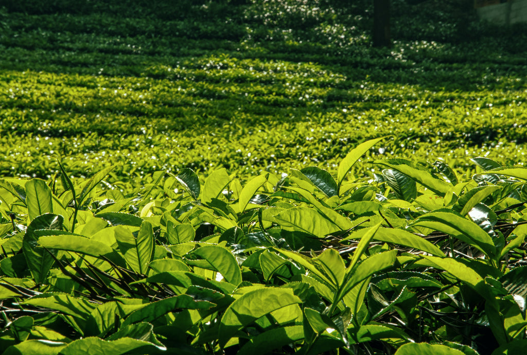 Darjeeling's new season first flush tea fetches a record price of Rs 23,000 per kg.