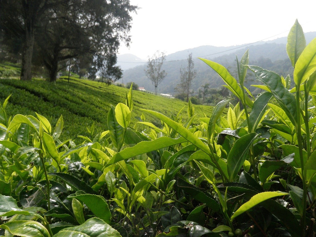 List of Darjeeling Tea Estates