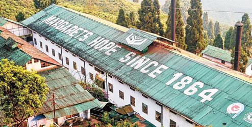 Margaret's Hope - Best Darjeeling Tea Brand