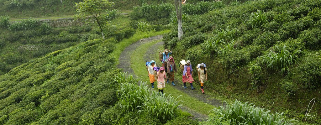 Singbulli Tea Estate