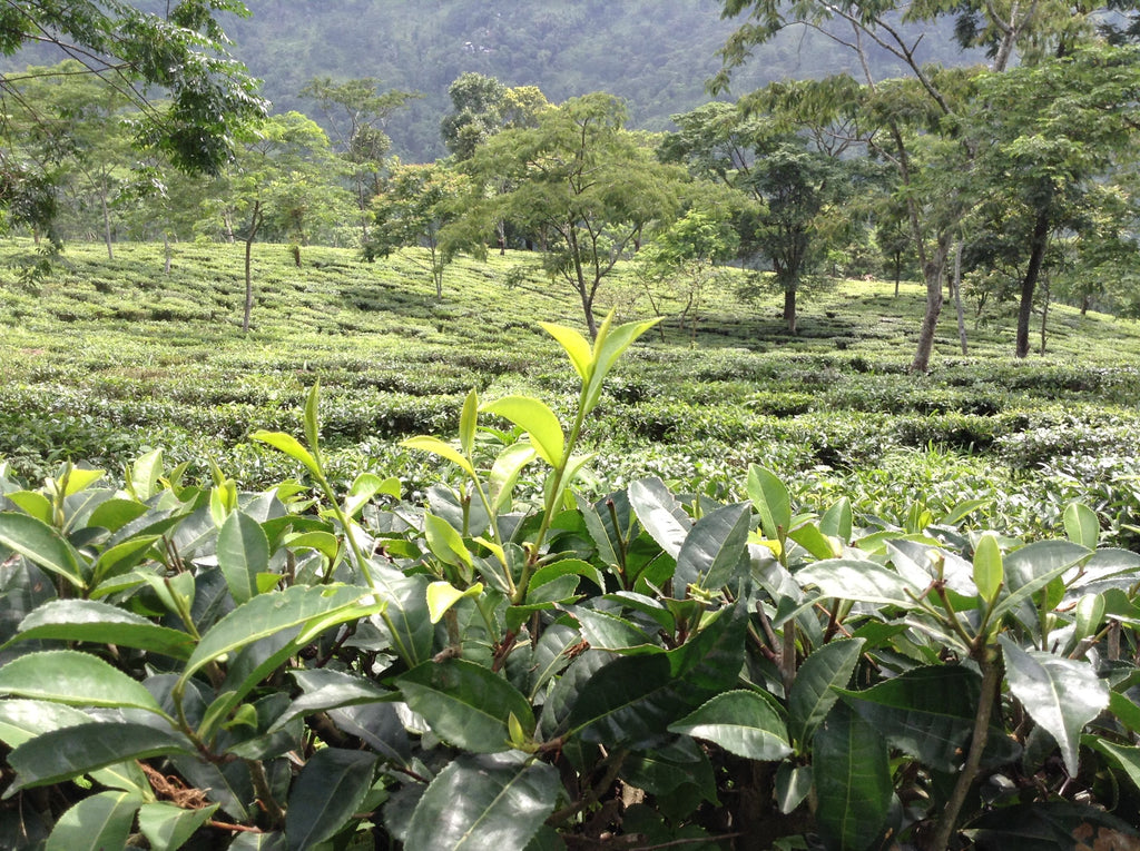 Why You Should Drink Darjeeling Tea