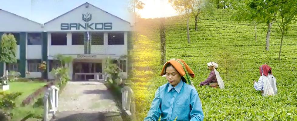 Sankos Tea Garden