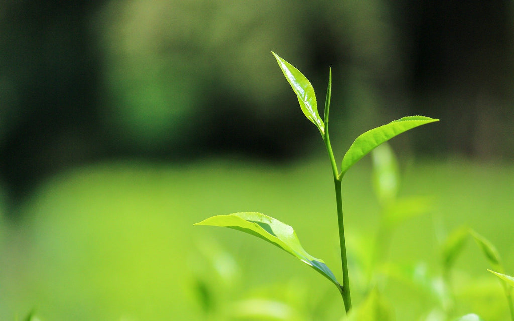 How is Tea processed and its classification